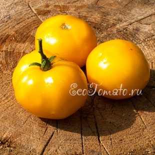 Сорт томата Marmande Jaune (Мармаде желтый), Франция