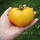 Сорт томата Молдавский великан
