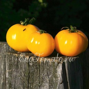 Сорт томата Превосходный Желтый