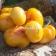 Сорт томата Yellow Barn (Жѐлтый амбар), Мексика