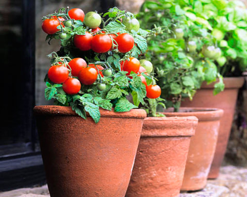 Как вырастить помидоры дома зимой