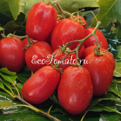 Cherry Roma (Черри Рома)