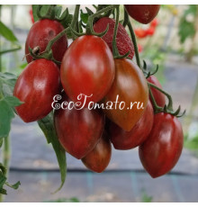 Datterini nero (Даттерини неро), Италия