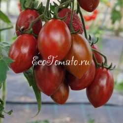 Datterini nero (Даттерини неро), Италия
