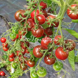 Karma Purple Multiflora (Карма пурпл, мультифлора)