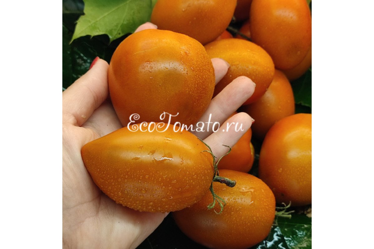 Әйелдердің шешінетін порносы