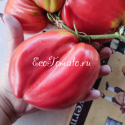 Marthas Heart (Сердце Марты)