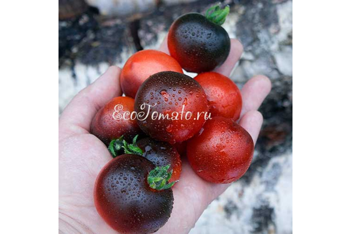 Blaue Zimmertomate