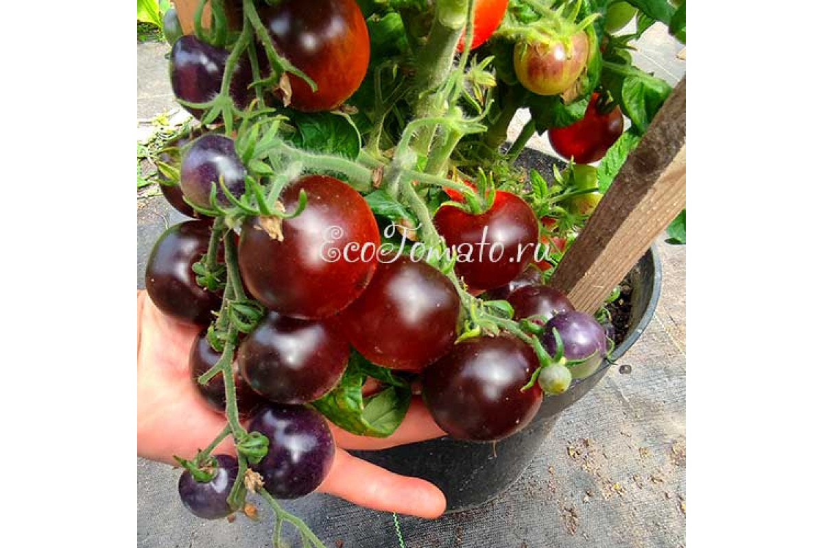 Dwarf Blaue Zimmertomate Micro Tomato-Bounty Hunter Seeds-Rare Seeds Dwarf Blaue Zimmertomate Micro Tomato-Bounty Hunter Seeds-Rare Seeds