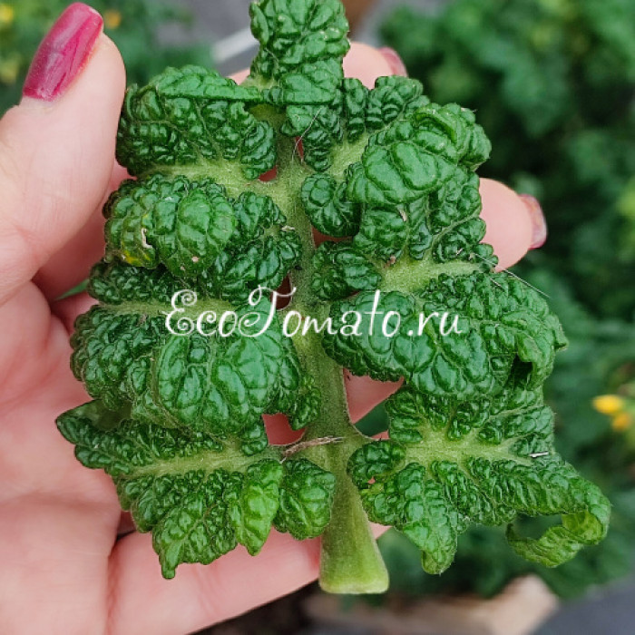 Curly Kaley (Кудряшка Келли)