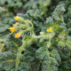 Curly Kaley (Кудряшка Келли)