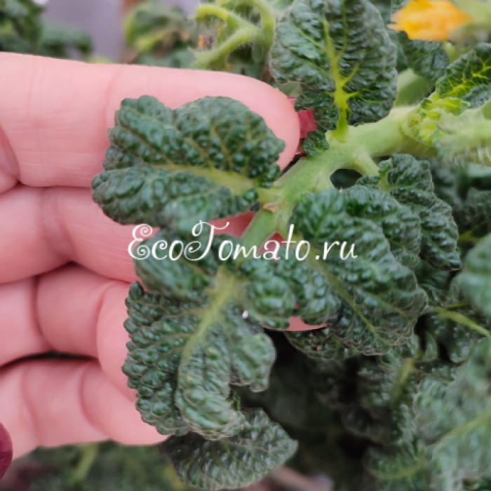 Curly Kaley (Кудряшка Келли)