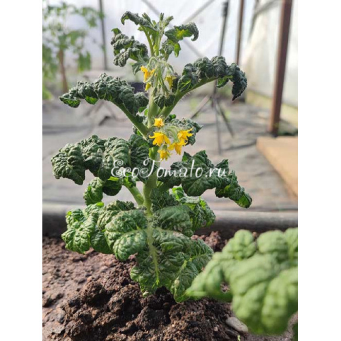 Curly Kaley (Кудряшка Келли)