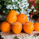 Dwarf Orange Tree (Гном Апельсиновое дерево)