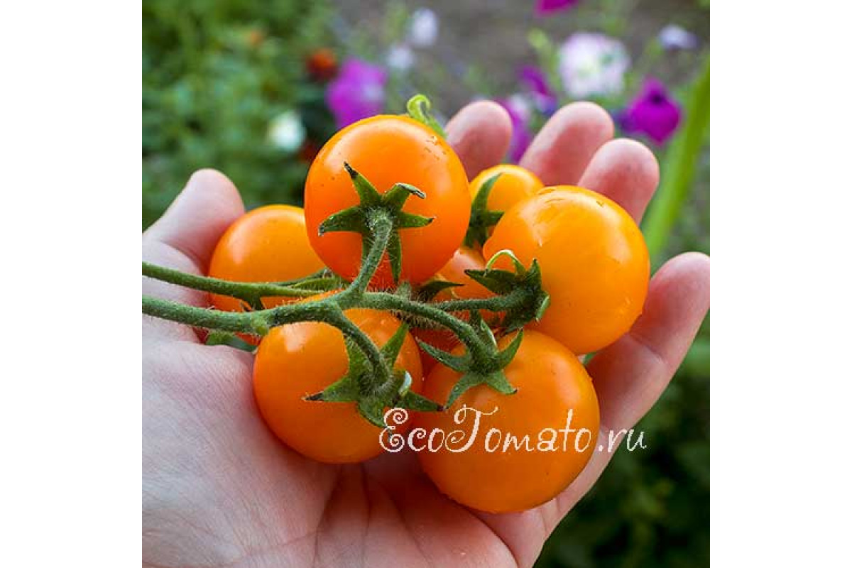 Gorshechniy Orangeviy