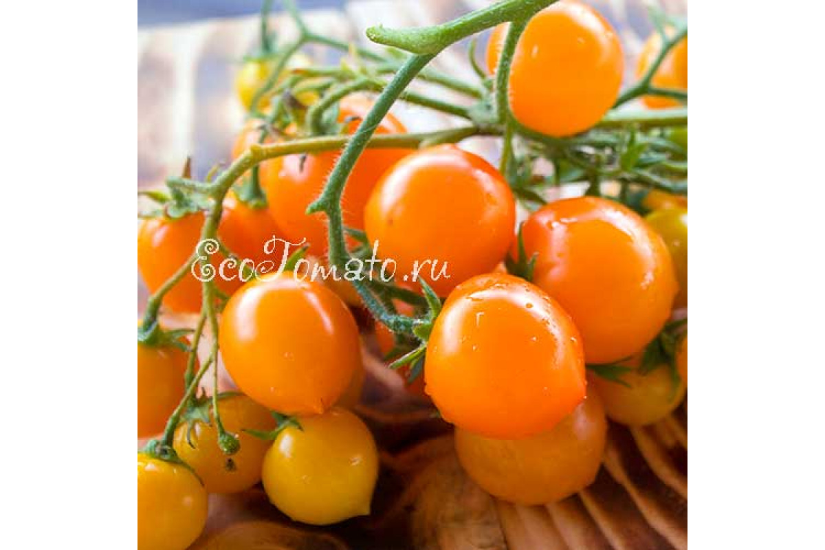 Gorshechniy Orangeviy