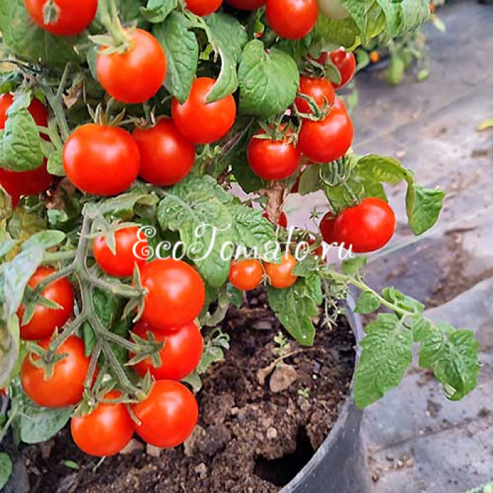 Jip en Jannecke (Джип и Яннеке), Нидерланды