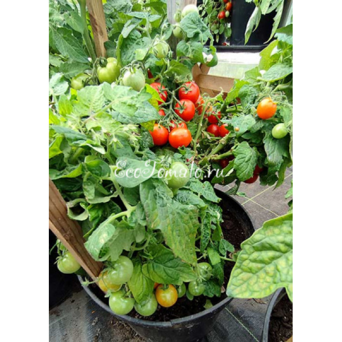 Jip en Jannecke (Джип и Яннеке), Нидерланды