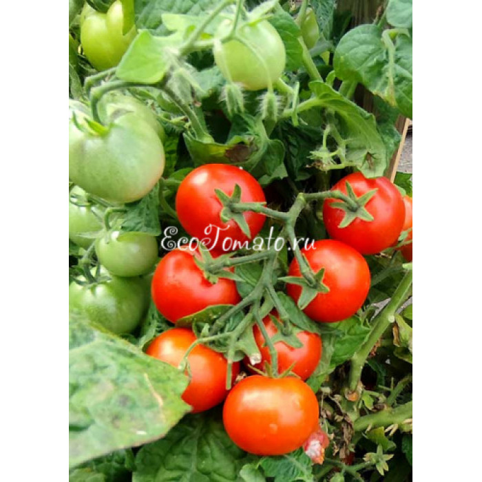 Jip en Jannecke (Джип и Яннеке), Нидерланды