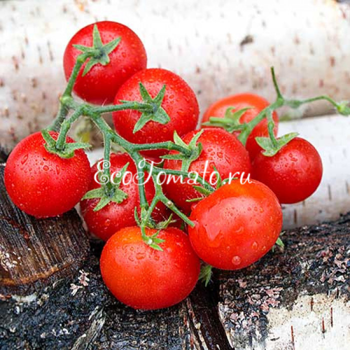 Jip en Jannecke (Джип и Яннеке), Нидерланды