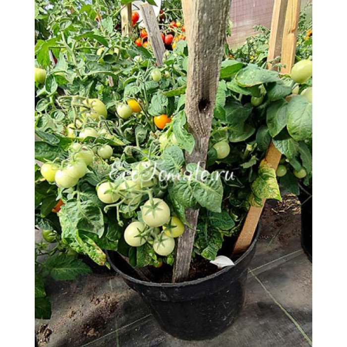 Jochalos (Хохалос, микродварф), Норвегия