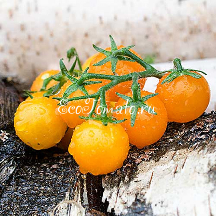 Jochalos (Хохалос, микродварф), Норвегия