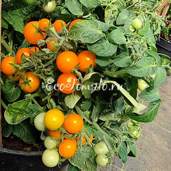 Jochalos (Хохалос, микродварф), Норвегия Jochalos (Хохалос, микродварф), Норвегия