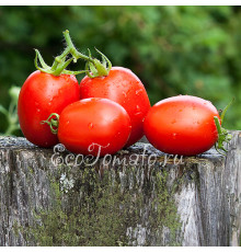 Кобзарь Тарасенко