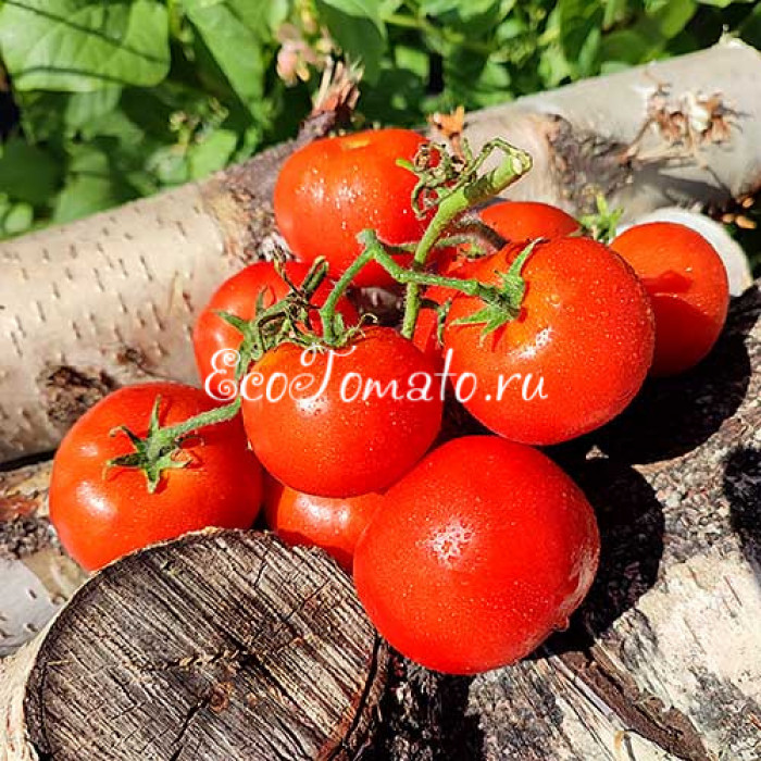 Latah (Latah busk) / Латах, США