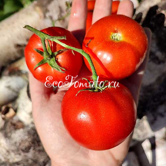 Latah (Latah busk) / Латах, США