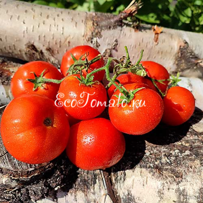 Latah (Latah busk) / Латах, США