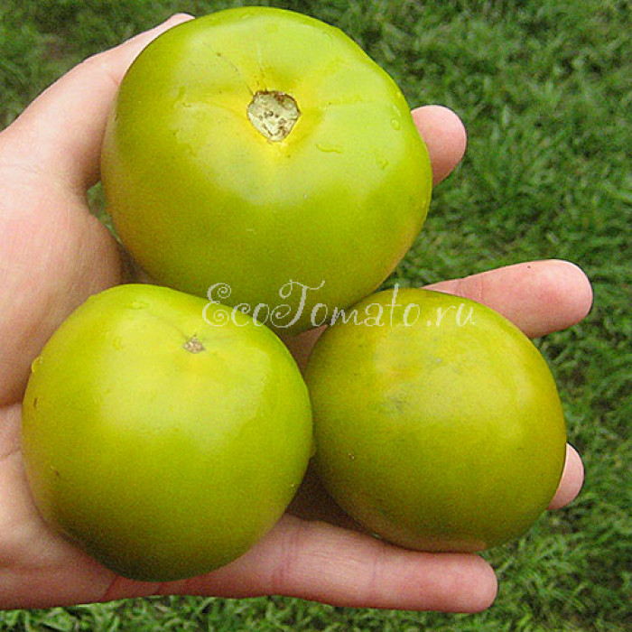 Lime Green Salad (Лайм Грин Салад), США