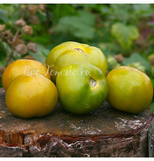 Lime Green Salad (Лайм Грин Салад), США