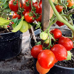 Tip Top (Тип Топ, Все Отлично)