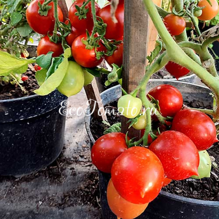 Tip Top (Тип Топ, Все Отлично)