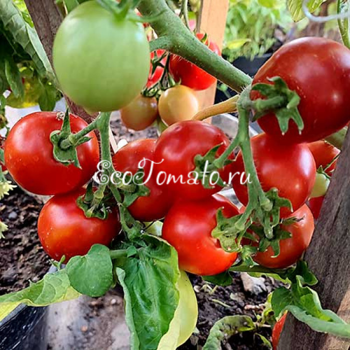 Tip Top (Тип Топ, Все Отлично)