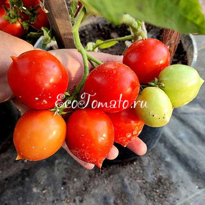 Tip Top (Тип Топ, Все Отлично)