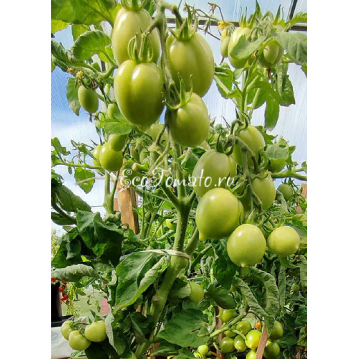 Tip Top (Тип Топ, Все Отлично)