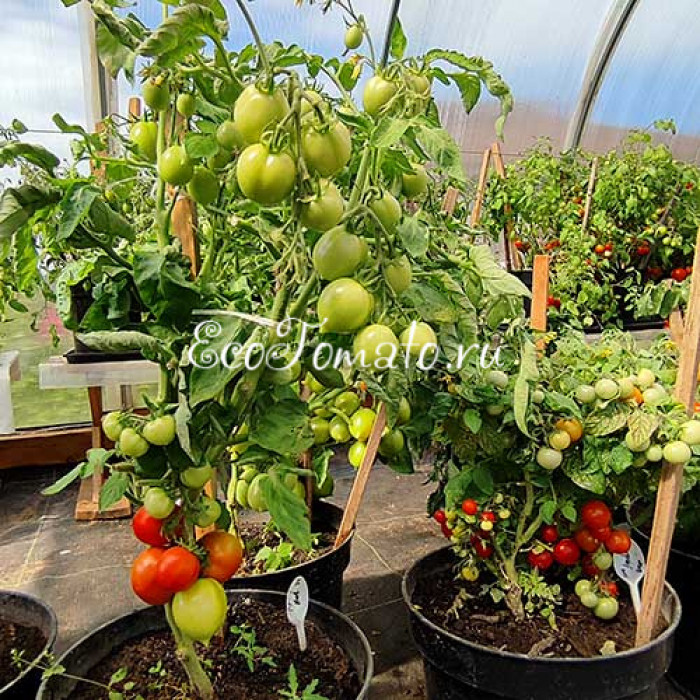 Tip Top (Тип Топ, Все Отлично)