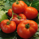 Bush Beefsteak (Буш Бифстик), США