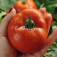 Bush Beefsteak (Буш Бифстик), США