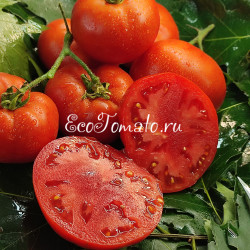Bush Beefsteak (Буш Бифстик), США