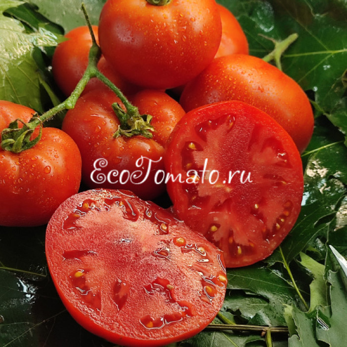 Bush Beefsteak (Буш Бифстик), США