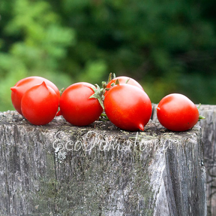 Pendulina red (Пендулина Ред, Швеция)