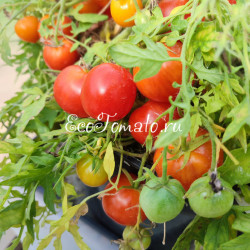Carrot Mini (Микродварф Мини Морковка)