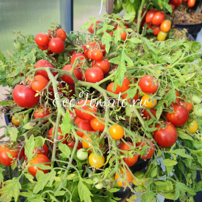 Carrot Mini (Микродварф Мини Морковка)