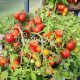 Carrot Mini (Микродварф Мини Морковка)
