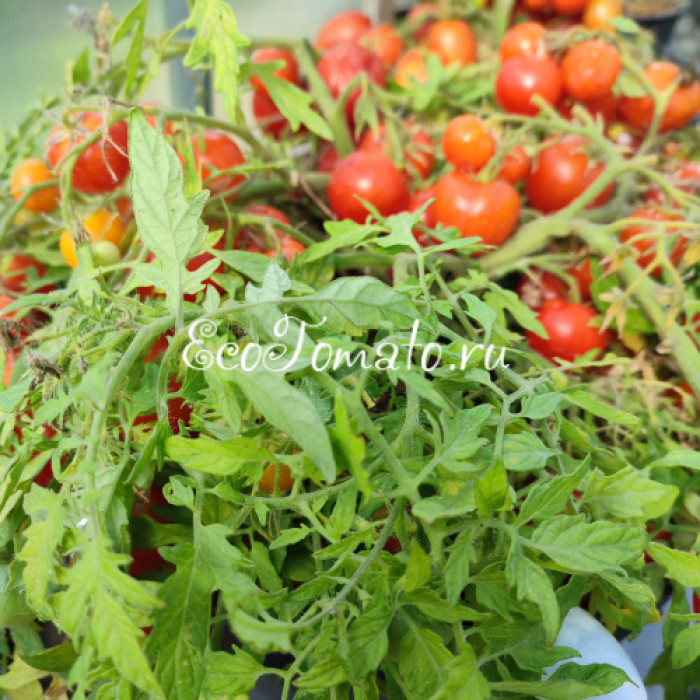 Carrot Mini (Микродварф Мини Морковка)