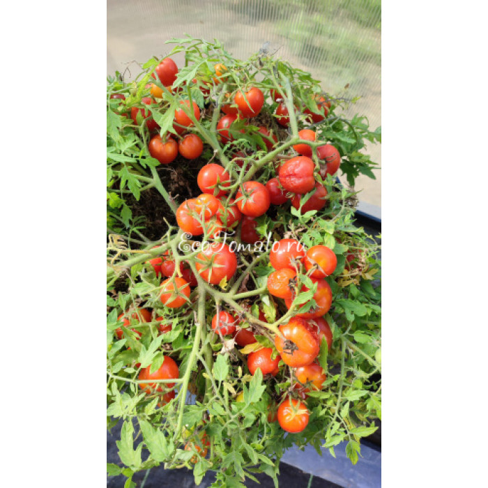 Carrot Mini (Микродварф Мини Морковка)
