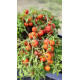 Carrot Mini (Микродварф Мини Морковка)